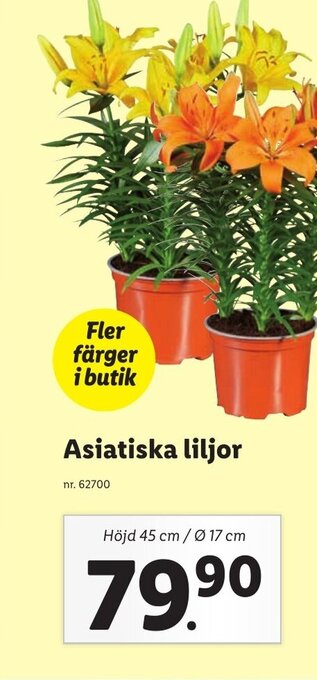 Lidl Asiatiska liljor erbjuda