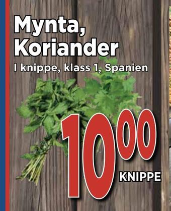 Supergrossen Mynta, koriander erbjuda