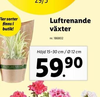Lidl Luftrenande växter erbjuda