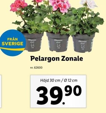 Lidl Pelargon Zonale erbjuda
