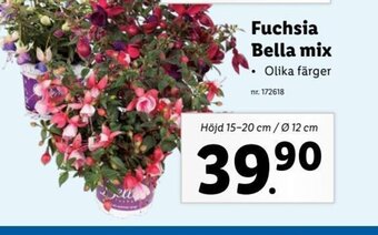 Lidl Fuchsia Bella mix erbjuda