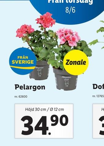 Lidl Pelargon erbjuda