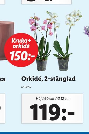 Lidl Orkidé, 2-stänglad erbjuda