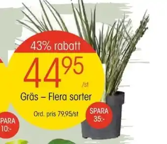 Gräs - Flera sorter