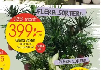 EKO Gröna växter 100-130cm erbjuda