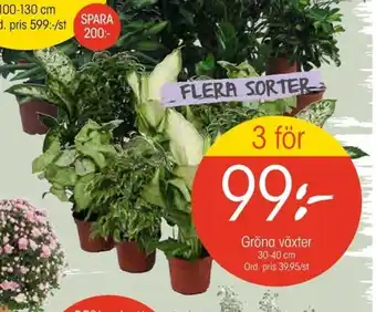 EKO Gröna växter 30-40cm erbjuda