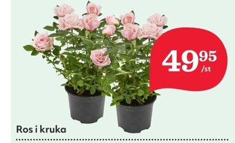 Ros i kruka