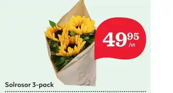 Solrosor 3-pack