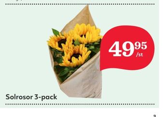 Hemköp Garant blommor erbjuda