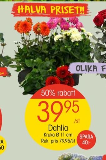 EKO Coolest plantor erbjuda