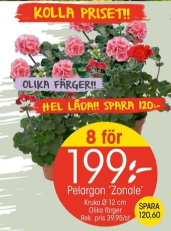 EKO Coolest plantor erbjuda