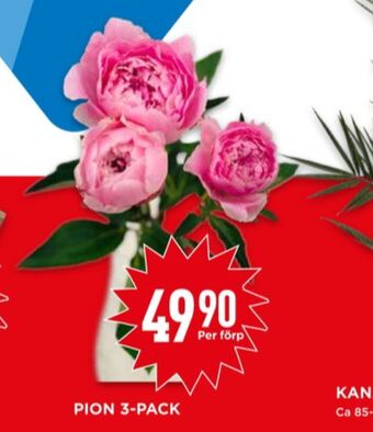 Willys Grumme blommor erbjuda