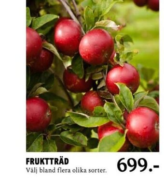 Blomsterlandet FRUKTTRÄD erbjuda