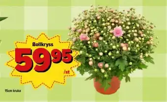 Östenssons Bollkryss 15cm kruka erbjuda