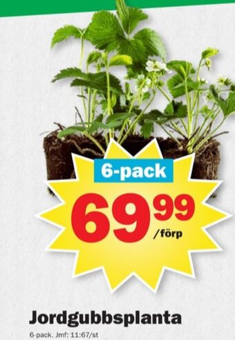 Pekås Dafgårds plantor erbjuda