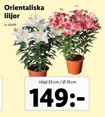 Lidl Orientaliska liljor erbjuda