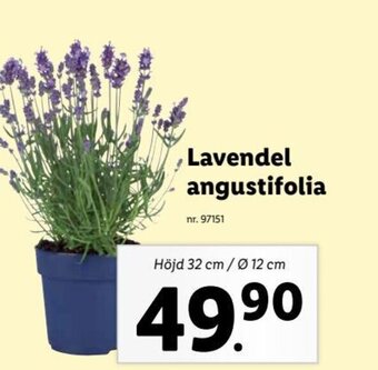 Lidl Lavendel angustifolia erbjuda