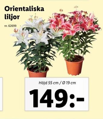 Lidl Orientaliska liljor erbjuda