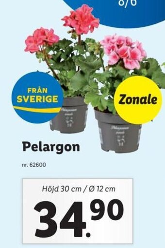 Lidl Pelargon erbjuda