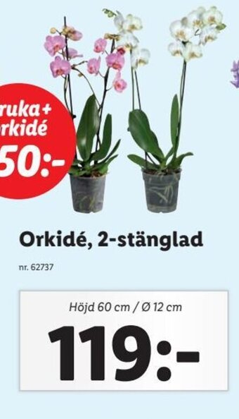 Lidl Orkidé, 2-stänglad erbjuda