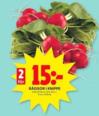 ICA Kvantum RÄDISOR I KNIPPE erbjuda