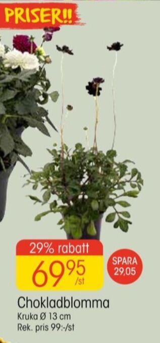 EKO Dunlop plantor erbjuda