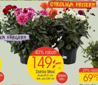EKO Dunlop plantor erbjuda