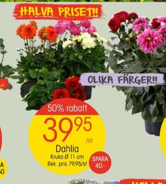 EKO Dunlop plantor erbjuda
