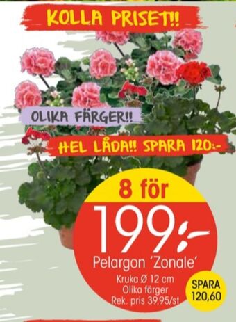EKO Dunlop plantor erbjuda