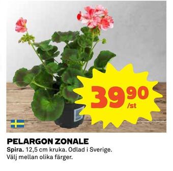 Coop Daglivs Pelargon zonale erbjuda