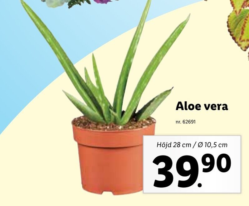 Aloe vera erbjudande hos Lidl