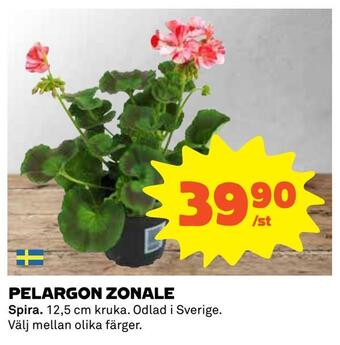 Coop Pelargon zonale erbjuda