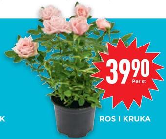 Willys Hemma Ros i kruka erbjuda