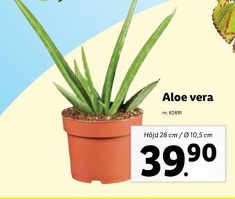 Lidl Aloe vera erbjuda