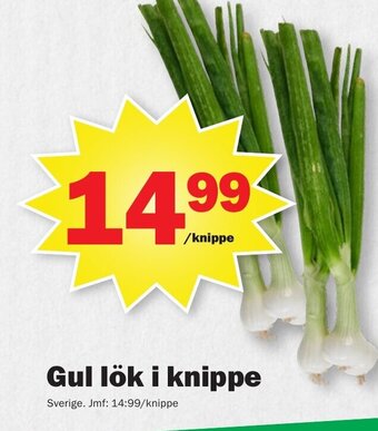 Pekås Gul lök i knippe erbjuda