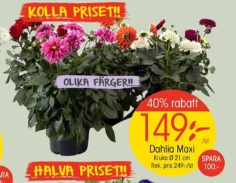 EKO Vila plantor erbjuda