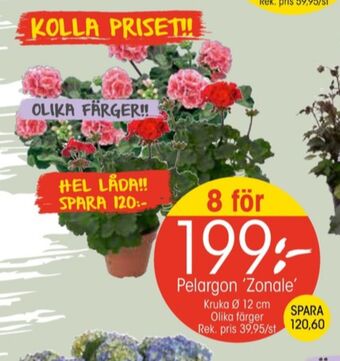 EKO Vila plantor erbjuda