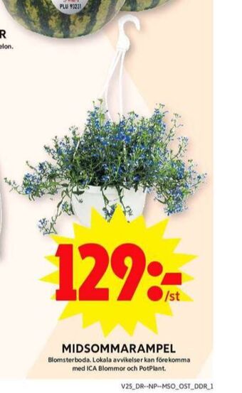 ICA Maxi Blomsterboda plantor erbjuda