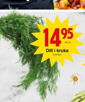 Dill i kruka