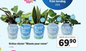Lidl Gröna växter "Bloom your room" erbjuda