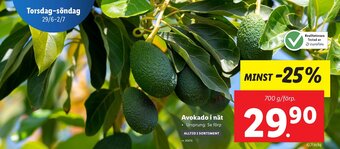 Lidl Avokado i nät erbjuda