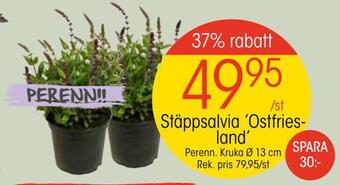 Stäppsalvia 'ostfries land'