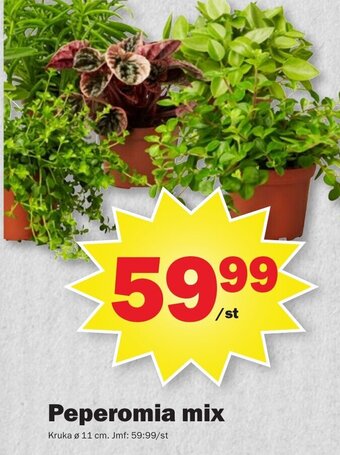Pekås Peperomia mix erbjuda