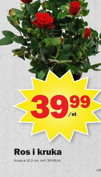 Pekås Ros i kruka erbjuda
