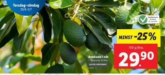 Lidl Avokado i nät erbjuda