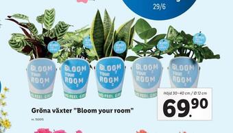 Lidl Gröna växter bloom your room erbjuda