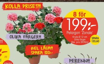 EKO Vila plantor erbjuda