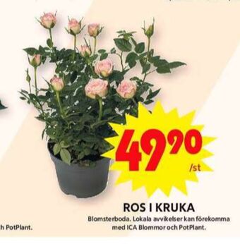 ICA Maxi Blomsterboda plantor erbjuda