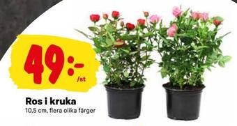City Gross Ros i kruka erbjuda
