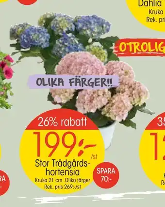 EKO Stor trädgårds hortensia erbjuda